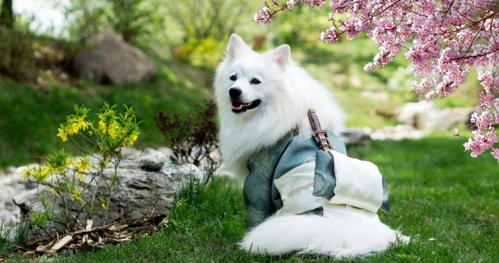 What Makes an Animation Company Great?